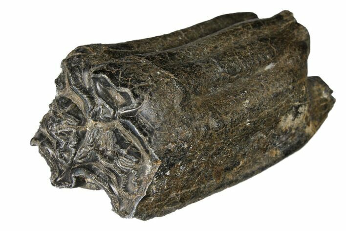 Pleistocene Aged Fossil Horse Tooth - Florida #122580